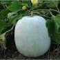 Gourd petha 100 PCS Seeds
