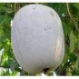 Gourd petha 100 PCS Seeds