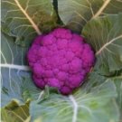 Graffiti Dark Purple Cauliflower Hybrid Brassica Oleracea 50 PCS Seeds