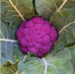 Graffiti Dark Purple Cauliflower Hybrid Brassica Oleracea 50 PCS Seeds