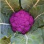 Graffiti Dark Purple Cauliflower Hybrid Brassica Oleracea 50 PCS Seeds