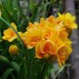 Gorgeous Freesia Seeds Yellowish White Flowers Hardy Plants 100 PCS Seeds