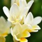Gorgeous Freesia Seeds Yellowish White Flowers Hardy Plants 100 PCS Seeds