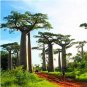 Grandidier's Baobab Adansonia 2 PCS Seeds