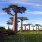 Grandidier's Baobab Adansonia 2 PCS Seeds