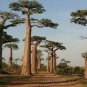Grandidier's Baobab Adansonia 2 PCS Seeds
