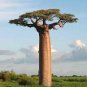 Grandidier's Baobab Adansonia 2 PCS Seeds
