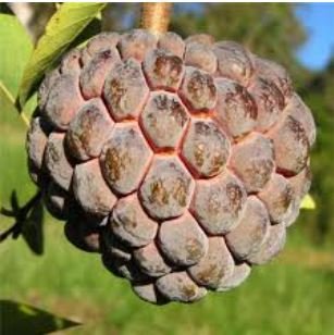 Graviola Annona Muricata Sweetsop Delicious Fruit 20 PCS Seeds