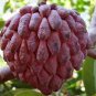 Graviola Annona Muricata Sweetsop Delicious Fruit 20 PCS Seeds