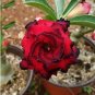 Great Fortunes Adenium Desert Rose 2 PCS Seeds