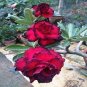 Great Fortunes Adenium Desert Rose 2 PCS Seeds