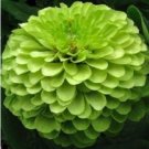 green apple Beautiful Zinnia 50 PCS Seeds