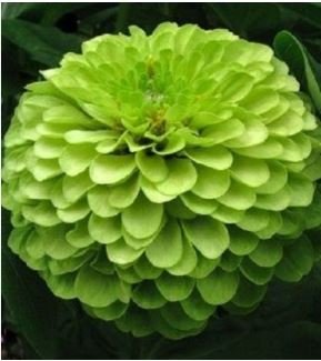 green apple Beautiful Zinnia 50 PCS Seeds