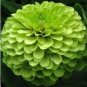 green apple Beautiful Zinnia 50 PCS Seeds