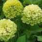 green apple Beautiful Zinnia 50 PCS Seeds