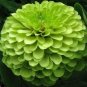 green apple Beautiful Zinnia 50 PCS Seeds