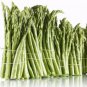 Green Asparagus 20 PCS Seeds