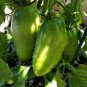 Green 'Banana' Tomato 30 PCS Seeds