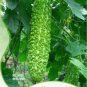 Green Bitter Gourd Seed Bitter Melon Balsam Pear Organic Vegetables 12 PCS Seeds
