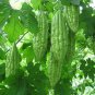 Green Bitter Gourd Seed Bitter Melon Balsam Pear Organic Vegetables 12 PCS Seeds