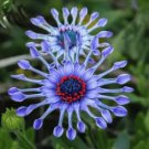 Green Blue Purple Chrysanthemum Perennial Flower 50 PCS Seeds