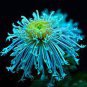 Green Blue Purple Chrysanthemum Perennial Flower 50 PCS Seeds