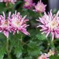 Green Blue Purple Chrysanthemum Perennial Flower 50 PCS Seeds