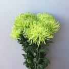 Green 'Spider' Chrysanthemum Flower 100 PCS Seeds
