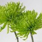 Green 'Spider' Chrysanthemum Flower 100 PCS Seeds