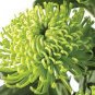 Green 'Spider' Chrysanthemum Flower 100 PCS Seeds