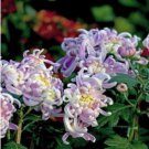 Green Blue Purple Chrysanthemum Perennial Flower 50 PCS Seeds