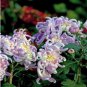 Green Blue Purple Chrysanthemum Perennial Flower 50 PCS Seeds