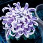 Green Blue Purple Chrysanthemum Perennial Flower 50 PCS Seeds