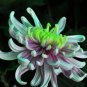 Green Blue Purple Chrysanthemum Perennial Flower 50 PCS Seeds