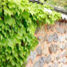 Green Boston Ivy Seeds Evergreen Climbing Plants 50 PCS Seeds