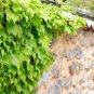 Green Boston Ivy Seeds Evergreen Climbing Plants 50 PCS Seeds
