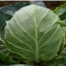 Green Cabbage 55 PCS Seeds