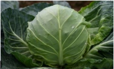 Green Cabbage 55 PCS Seeds