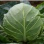 Green Cabbage 55 PCS Seeds