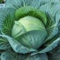 Green Cabbage 55 PCS Seeds