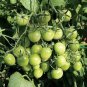 Green Cherry Tomato 200 PCS Seeds