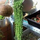Green Chlorophytum Pearls Bonsai Hanging Potted 100 PCS Seeds
