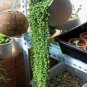 Green Chlorophytum Pearls Bonsai Hanging Potted 100 PCS Seeds