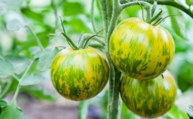 Green Colorful Indeterminate Tomato Organic 300 PCS Seeds