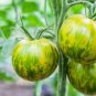 Green Colorful Indeterminate Tomato Organic 300 PCS Seeds