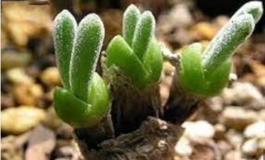 Green Dicrocaulon Ramulosum Green Succulent Plant 30 PCS Seeds