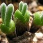 Green Dicrocaulon Ramulosum Green Succulent Plant 30 PCS Seeds
