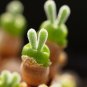 Green Dicrocaulon Ramulosum Green Succulent Plant 30 PCS Seeds