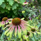 Green Envy Echinacea Coneflower Perennial Flowers 100 PCS Seeds