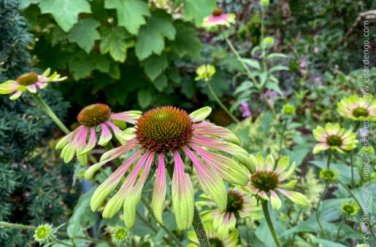 Green Envy Echinacea Coneflower Perennial Flowers 100 PCS Seeds